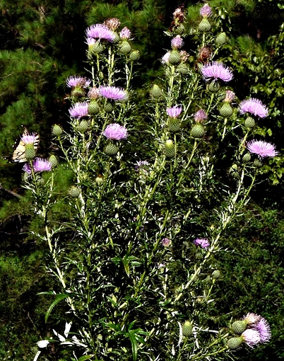 {Cirsium discolor}